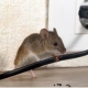 rat chewing on cord mould