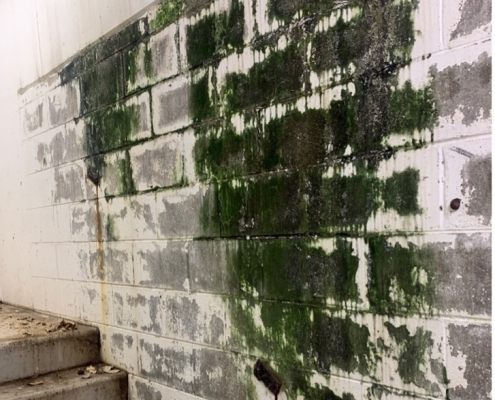 ways to eliminate mould